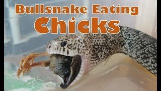 Feed my Pet Friday Bullsnake Eating Chicks [upl. by Melton]