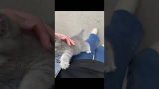 shortvideo funny funnypetschannel cat yourcat yourpet funnypetslife [upl. by Ennaeilsel]