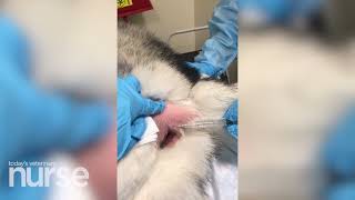 Electrochemotherapy injections in small animal medicine [upl. by Alleoj743]