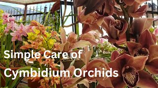 How to Grow and Care for Cymbidium Orchids  Repeat Flowering Step by Step [upl. by Ingemar]