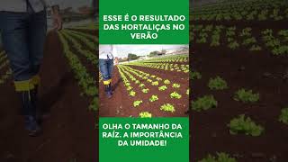 Hortaliças no Verão com Qualidade é assim que se faz horta alface hortaliças agro solo shorts [upl. by Yetta]