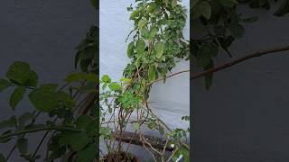 tulsi ke srde me dekh rekh kaise kre flowergarden sort video [upl. by Sicnarf217]