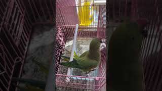 Bathing time of Crokie parrot cute indianringneck birds cutepets parakeet petcare birdslover [upl. by Hermina680]