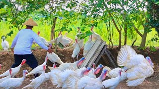 Turkey Pabo dishes I Roasted turkey smoked turkey chorizo eating in the ricefields [upl. by Petula235]