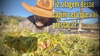 FIZ SILAGEM DO BRS PANICUM QUÊNIA  SERÁ QUE PRESTOU [upl. by Montagna17]