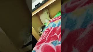 Muezza cat viralvideo shorts kls007 [upl. by Jolie]