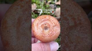 lactariustorminosus lactarius woolly woollymilkcap foraginguk wildmushrooms fungi bolete [upl. by Haag]