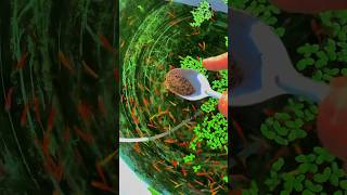 Zebra Danio Fish Breeding setup danios fishvideo vlogs vlogger vlogging minivlog shorts [upl. by Alet]