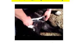 बकरों को खस्सी क्यों  और कैसे करते है  How to Castrate of Goat [upl. by Ahsinna]