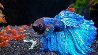 7 Most Popular Betta Tank Mates You Need to Try [upl. by Raveaux]