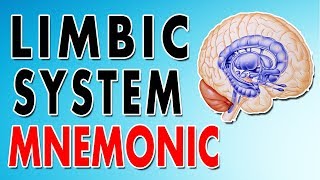 The limbic system [upl. by Akinuahs854]