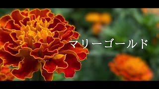 【オリジナル曲】マリーゴールド【歌もの有料音楽素材featめろうボカロ】 [upl. by Ricker350]