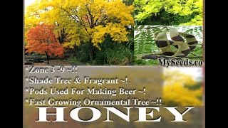 Thornless Honeylocust Tree Seed  Gleditsia triacanthos Tree Seeds on wwwMySeedsCo [upl. by Agatha]