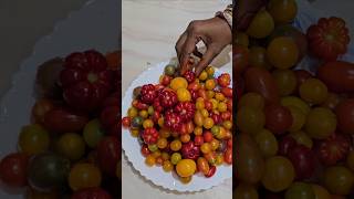 My garden tomatoes టమాటాలు tomatoes mygarden gardening shortvideo ytshorts shorts [upl. by Ydaj965]