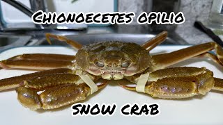 First time trying  Chionoecetes Opilio Snow Crab ￼ [upl. by Fira356]