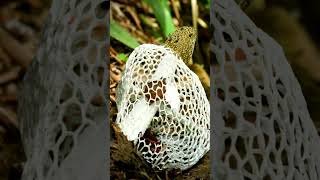 Mushroom BLOOM Timelapse Bamboo Mushroom blooming Phallus Indusiatus  MOODY BLOOMS shorts [upl. by Renrew]