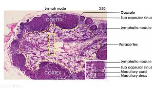 Lymphoid tissue  Histology lymph node spleen thymus tonsil [upl. by Abekam]