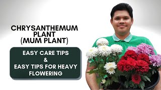 How to Care for Chrysanthemum Plant  Easy Tips to Get More Flowers [upl. by Nanreik414]