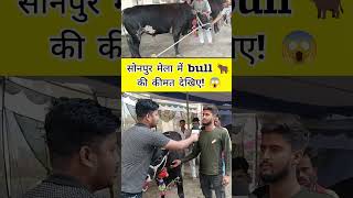 सोनपुर मेला में bulls की कीमत सुनकर हैरान हो जायेंगे 😱  Sonpur Mela 2024 bull viralvideo short [upl. by Orimlede]