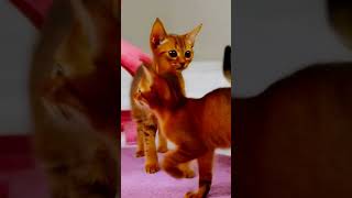 Playful Abyssinian Kittens Darting Around 🐱✨ Pure Elegance [upl. by Haram443]