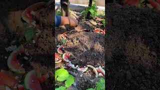 My daily lifestyle for garden at home by sreysith gardening shorts [upl. by Silva]