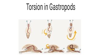 Torsion in Gastropods  Mollusca  BSc  Animal Diversity BZYCT  LSE 9 ignou torsion gastropods [upl. by Beret]