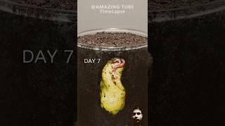 Growing Mango Tree fromseed plants timelapse mango [upl. by Yve]