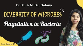 Flagellation in Bacteria  Diversity of microbes  Botany  B Sc amp M Sc [upl. by Brent]