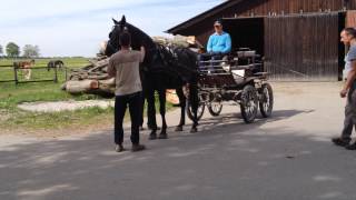 Pferd einfahren  das erste Mal vorm Wagen [upl. by Isaacson]