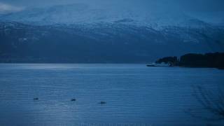 Orcas in Balestrand of Norway  Sognefjord [upl. by Alegnasor]