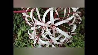 Nerine Lilly flowers  white and maroon nice combination🤍🥀🤍🥀🤍 [upl. by Notlaw]