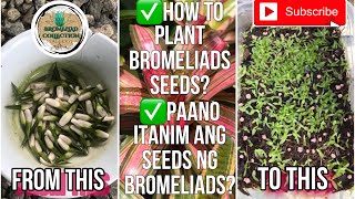 How to Plant Bromeliad Seeds  Paano Itanim ang Seeds ng Bromeliads [upl. by Prudie911]