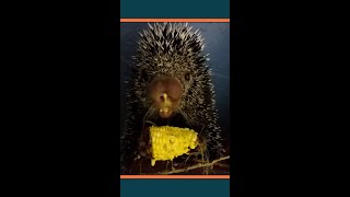 Kemosabe the Porcupine Eating Corn shorts [upl. by Icats]