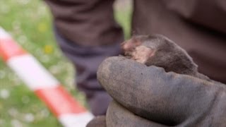 Staf en Joeri vangen een mol  Wild van Dieren  VTM [upl. by Riva]