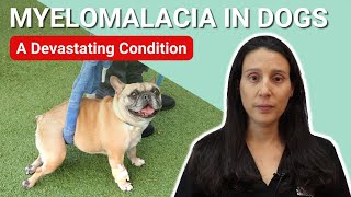 What is Myelomalacia in Dogs [upl. by Arhna]