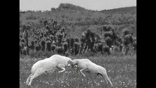 PELEA DE BORREGOS INCREIBLE  ROCKY [upl. by Simone]