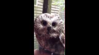 Nod the adorable sawwhet owl blinks [upl. by Bridges]