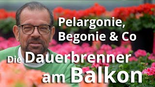 Pelargonie Begonie Buntnessel amp Co  Die DAUERBRENNER für deinen Balkon [upl. by Lenz]