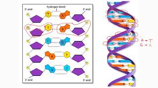 2 Nucleótidos nucleósidos y estructura del ADN [upl. by Ived]