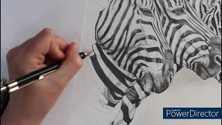 Drawing Timelapse Zebra Part 9 [upl. by Okimik]