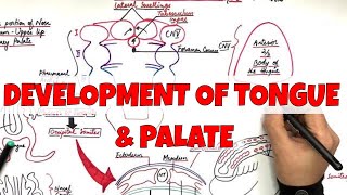 Development of Tongue and Palate  Embryology LEARN it the most SIMPLE way [upl. by Hellene]