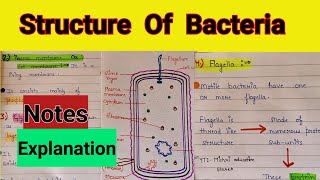 Structure of bacterial cell  Structure of bacteria class 11  Bacterial cell structure [upl. by Nniroc937]