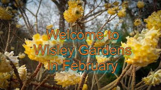 Vlog 147  Exploring Wisley Garden in February A Winter Wonderland [upl. by Ayaladnot284]