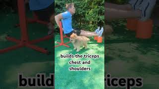 tricepstricepsworkoutchest tricepsexercise tricepworkoutsavingtimecampingfitnesspomeranian [upl. by Swayne]