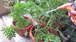 How to repot your plants [upl. by Hauger44]