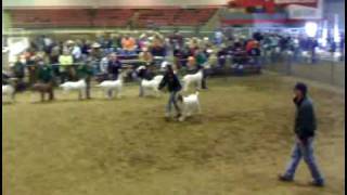 Muskogee County Livestock Show Day 1 [upl. by Halilad]