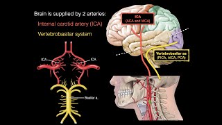 Blood supply to the brain [upl. by Eckel]