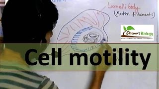 Cell motility [upl. by Nibot]