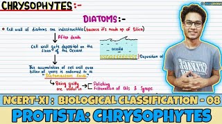 Biological Classification Lec 8 Protista Chrysophytes Class 11 NEET Neetology [upl. by Goulder]