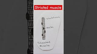 striated muscle biology diagram [upl. by Onavlis133]